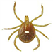 types of ticks 4