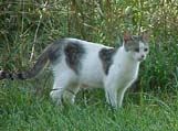 A feral cat